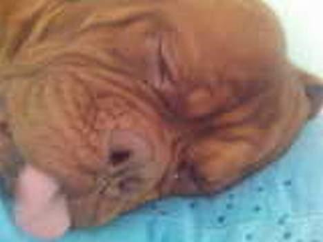 Dogue de bordeaux Spike - Man kan jo godt blive træt... billede 3