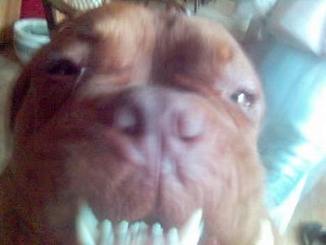 Dogue de bordeaux Spike - Jeg bruger Colgate ;D billede 4