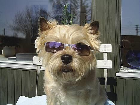 Cairn terrier Valde - jeg er for sej!!!!!!!! billede 1