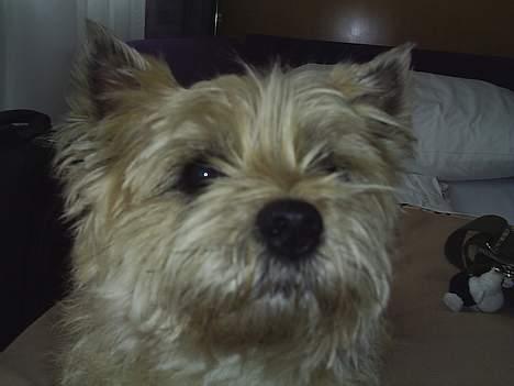Cairn terrier Valde - hvad laver hun nu billede 2