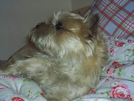 Cairn terrier Valde - ahhhhhhhh hvor er det dejeligt billede 3