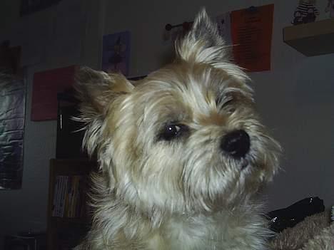 Cairn terrier Valde - er jeg ikke sød billede 4
