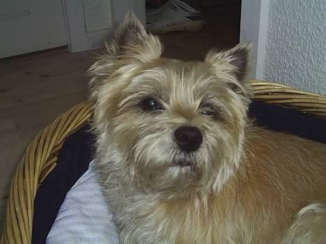 Cairn terrier Valde - min kurv og ingen andres billede 5