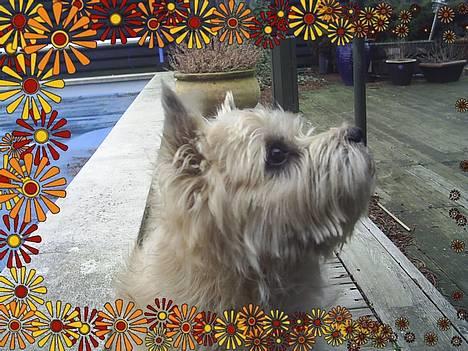 Cairn terrier Valde - det er mig billede 6