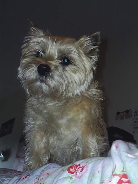 Cairn terrier Valde - mit sted billede 7
