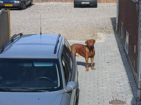 Dogue de bordeaux Spike - Læg mærke til sommerfuglen på hans ben billede 5