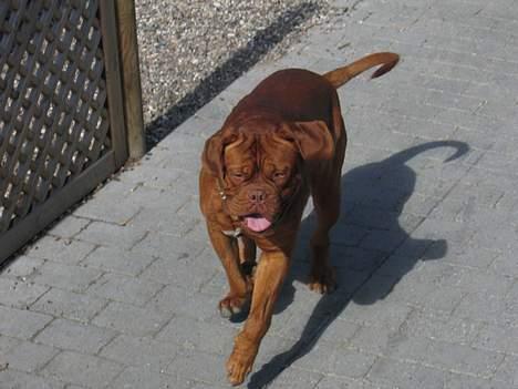 Dogue de bordeaux Spike billede 6