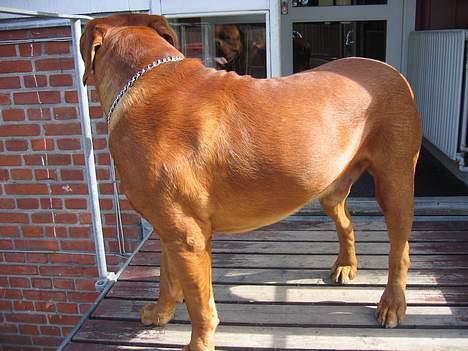 Dogue de bordeaux Spike billede 7