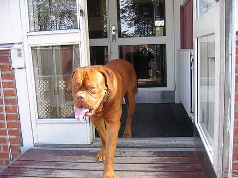Dogue de bordeaux Spike billede 8