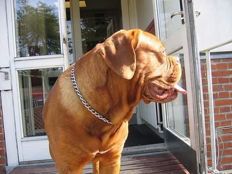 Dogue de bordeaux Spike billede 9