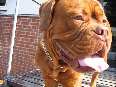 Dogue de bordeaux Spike billede 10