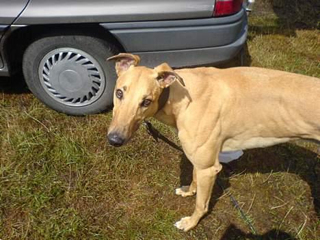 Greyhound Amber Jack *2007* - Det første billede jeg har taget af ham efter vi fik ham... billede 6