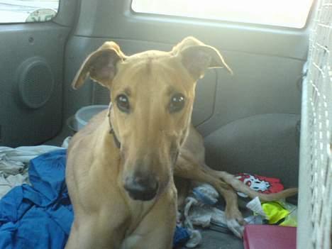 Greyhound Amber Jack *2007* - I bilen på vej hjem fra Holland billede 7