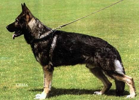 Schæferhund Blondi - Blondi´s far Brax Von Der Lutter billede 13