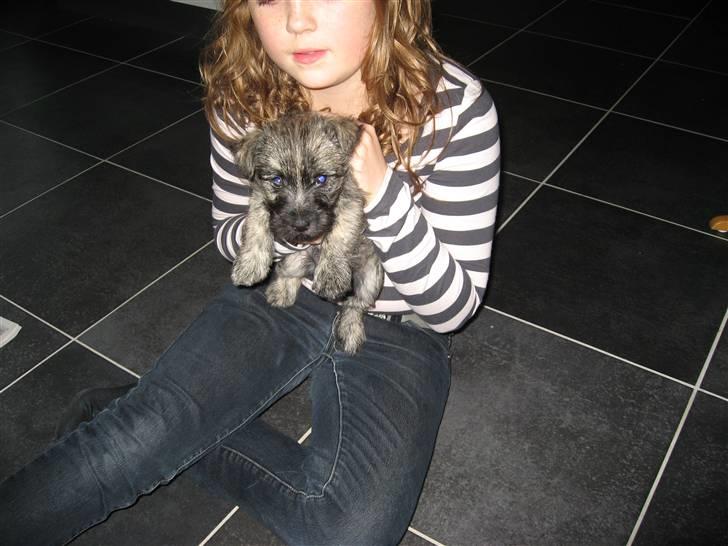 Cairn terrier Zeus - Rauuw! Min lille smukke prins! <3  billede 1