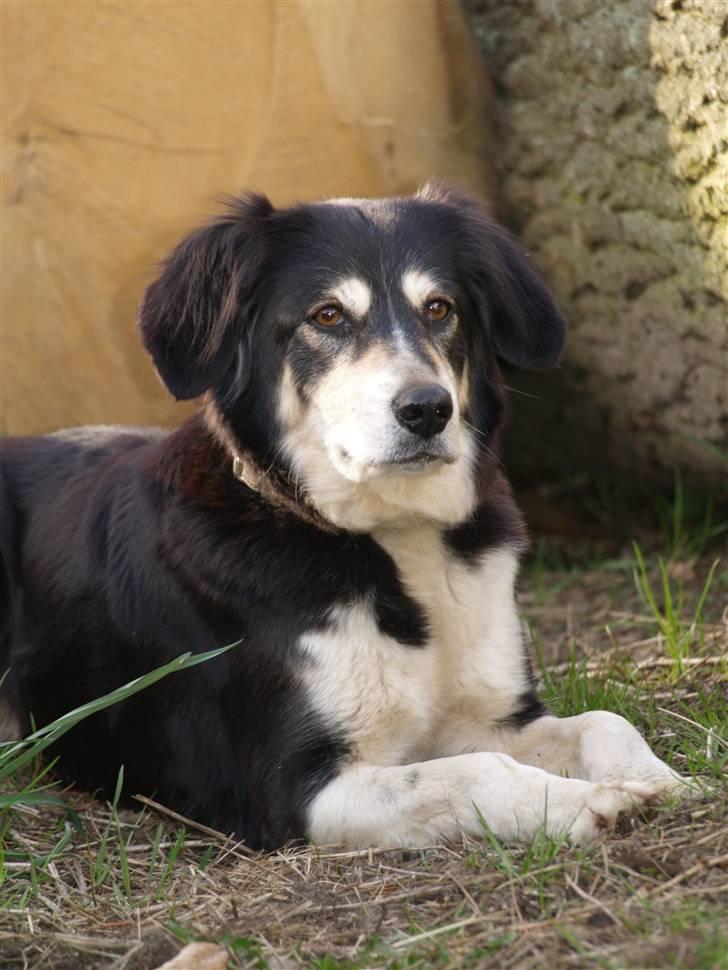 Blanding af racer Fie *Aflivet uge 14 2010* - Velkommen til profilen billede 1