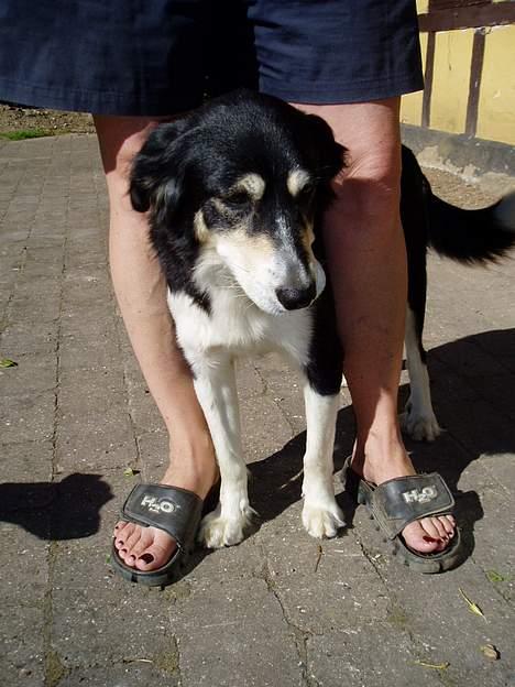 Blanding af racer Fie *Aflivet uge 14 2010* - Fie fedter altid lidt, ved at stikke hovedet mellem folks ben ;) billede 2