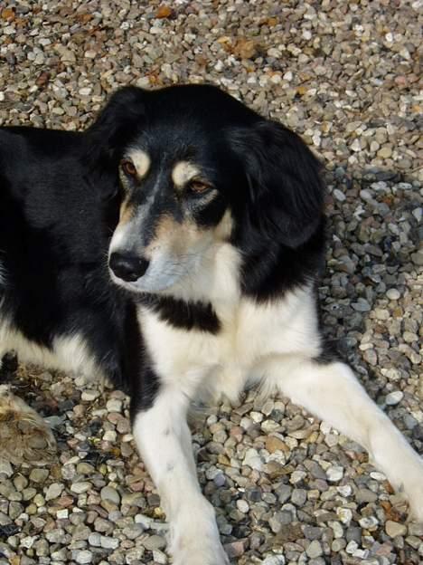 Blanding af racer Fie *Aflivet uge 14 2010* billede 3