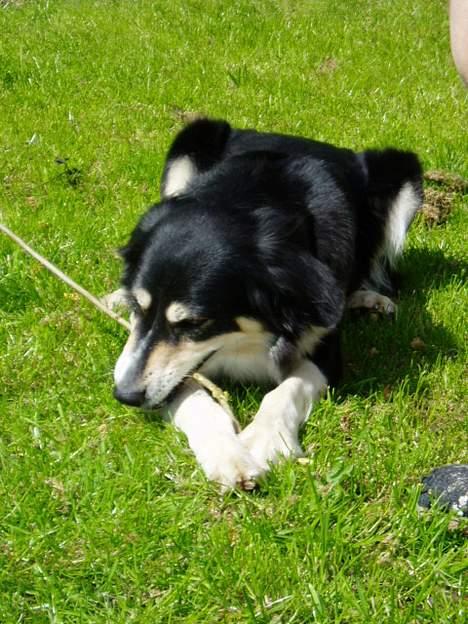 Blanding af racer Fie *Aflivet uge 14 2010* - Gnupper lige tænder, mmm ! billede 4