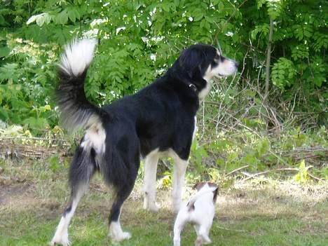 Blanding af racer Fie *Aflivet uge 14 2010* - Fie troner lidt på græsset, og viser Tarzan hvordan man gør ;) billede 5