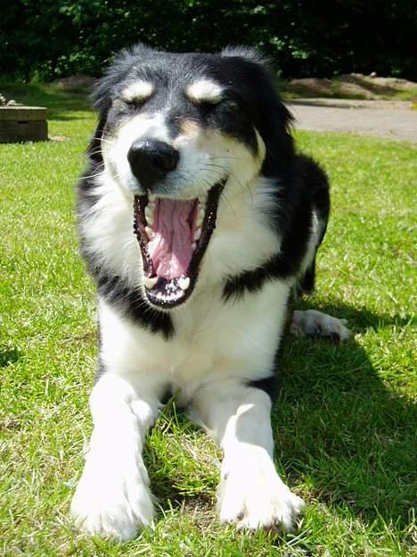 Blanding af racer Fie *Aflivet uge 14 2010* - Gab gab. billede 6