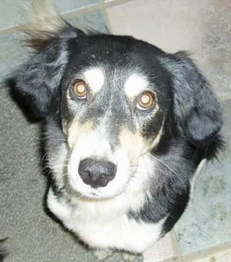 Blanding af racer Fie *Aflivet uge 14 2010* - Ser jeg ikke sød ud for en gangs skyld ? ? billede 7