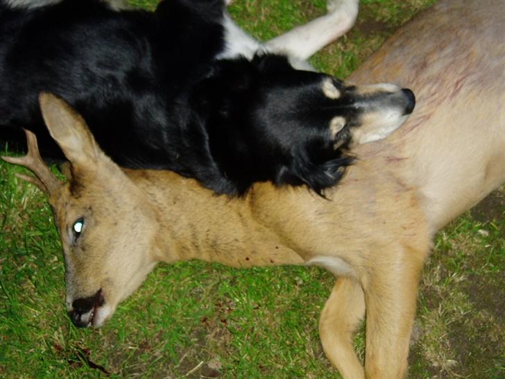 Blanding af racer Fie *Aflivet uge 14 2010* billede 8