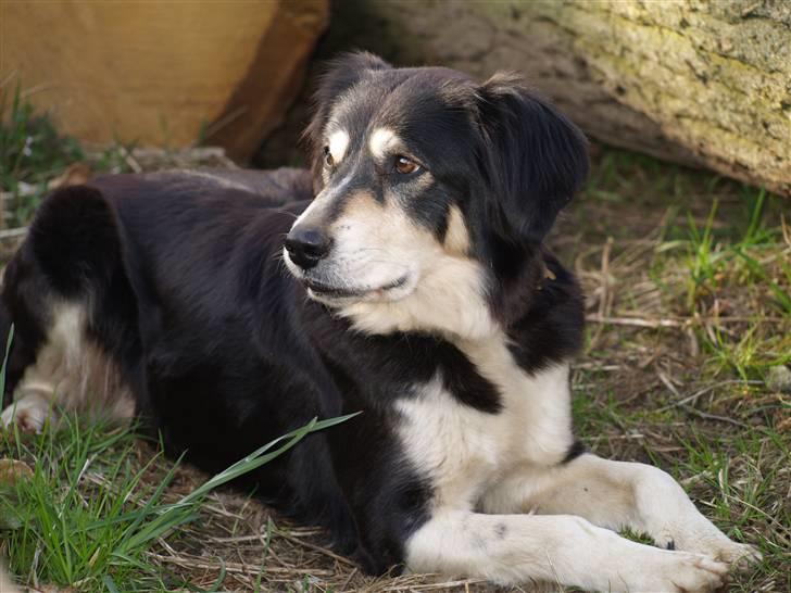 Blanding af racer Fie *Aflivet uge 14 2010* - 16-4-08 billede 9