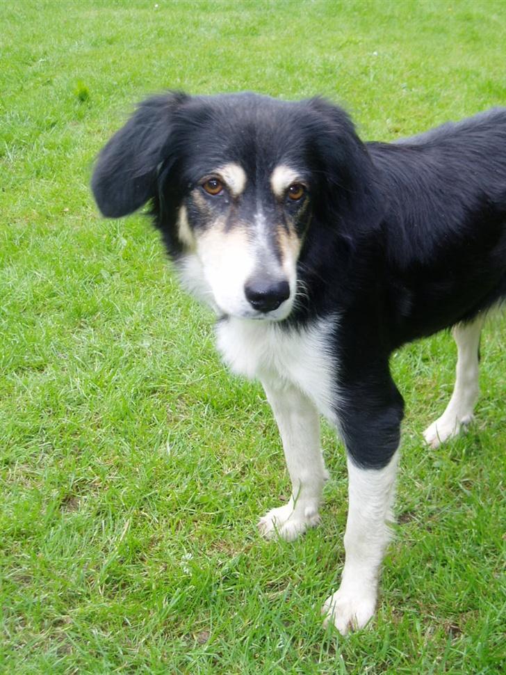 Blanding af racer Fie *Aflivet uge 14 2010* billede 10