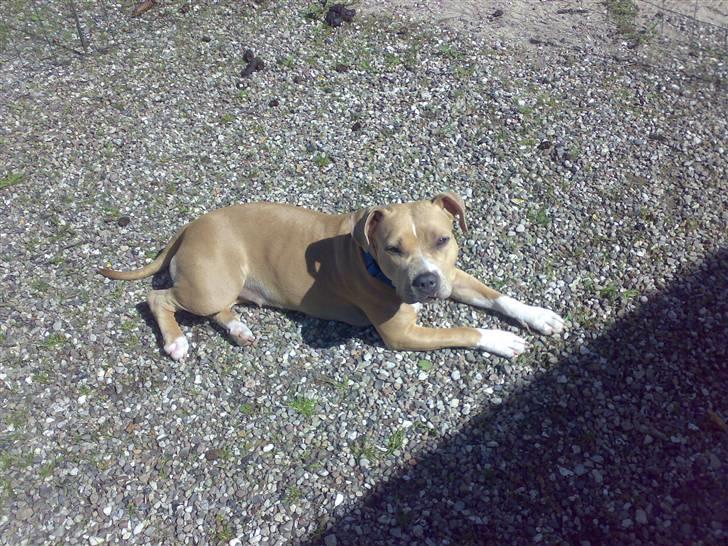 Amerikansk staffordshire terrier Mille billede 1