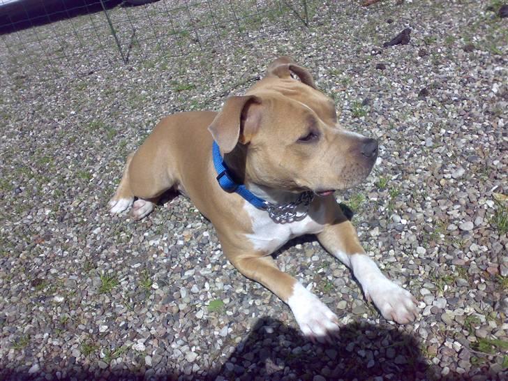 Amerikansk staffordshire terrier Mille - ja der er hun så ved at æde katten billede 2