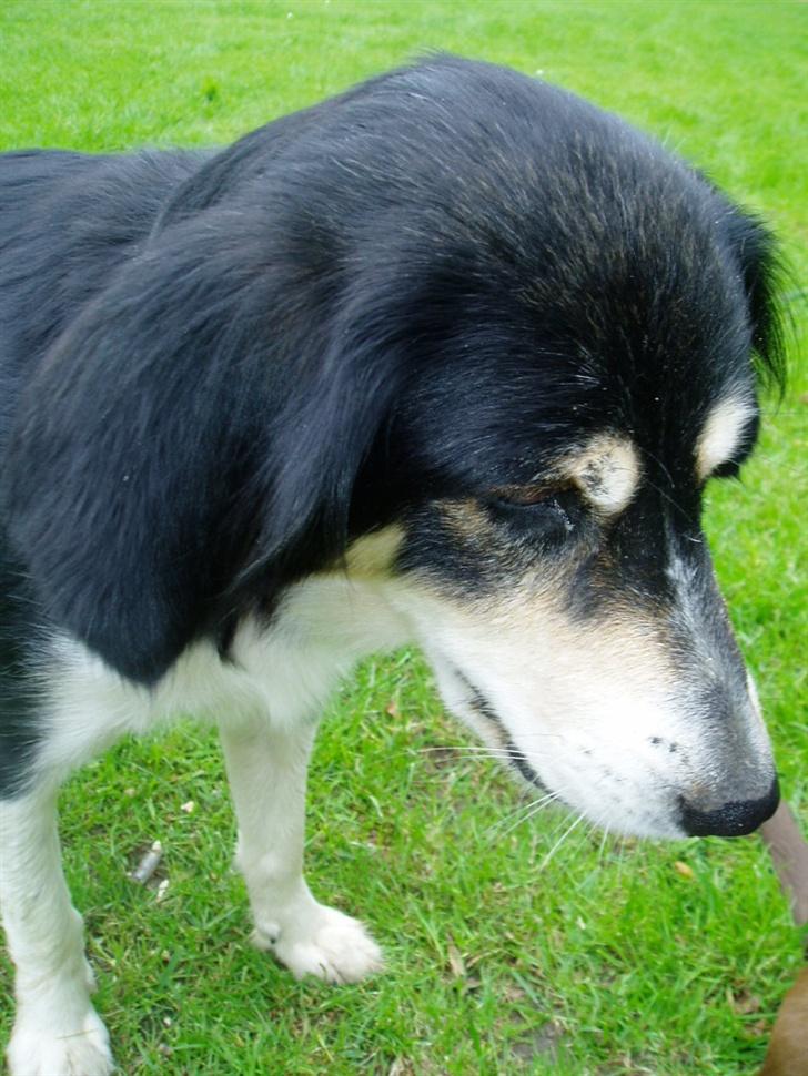 Blanding af racer Fie *Aflivet uge 14 2010* billede 11