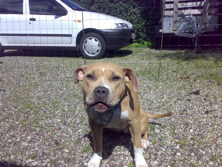 Amerikansk staffordshire terrier Mille billede 3