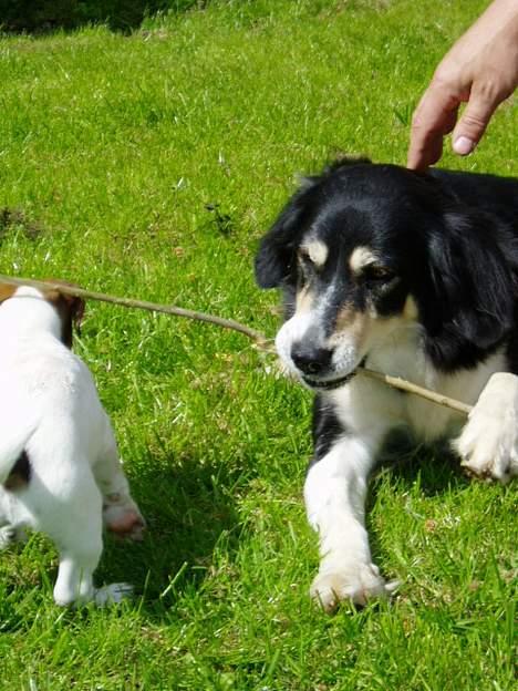 Blanding af racer Fie *Aflivet uge 14 2010* - Fie og Tarzan sammen for første gang (sommer 2006) billede 12