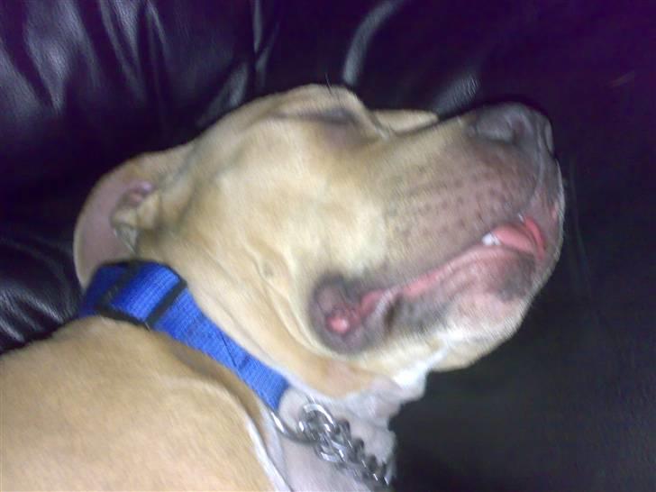 Amerikansk staffordshire terrier Mille billede 4