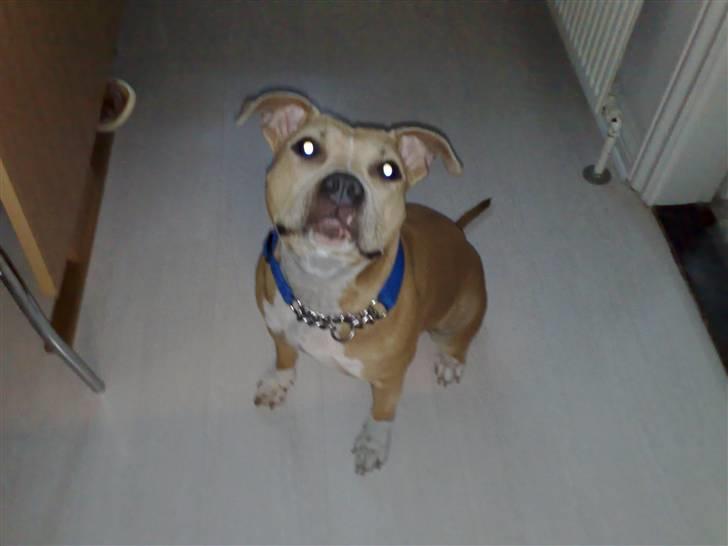 Amerikansk staffordshire terrier Mille billede 5