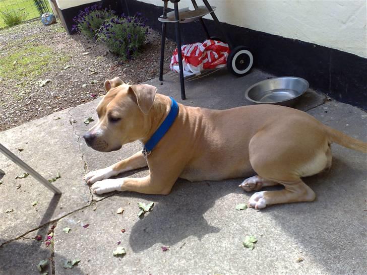 Amerikansk staffordshire terrier Mille billede 6