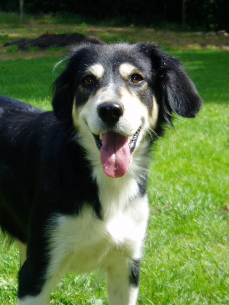 Blanding af racer Fie *Aflivet uge 14 2010* - 19/6 billede 13