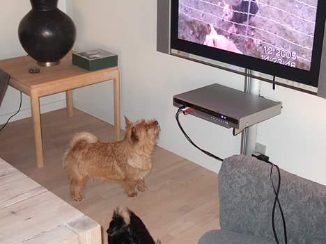 Norwich terrier Mille - GUUD.......er det ikke min lillesøster der er i fjernsynet ? billede 9