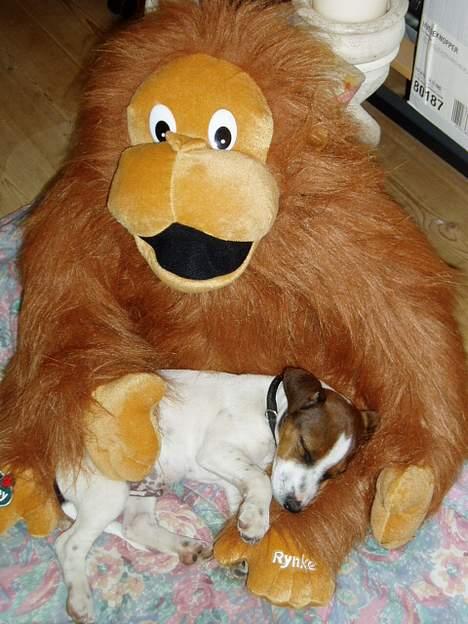 Jack russell terrier Tarzan - Ind og sove i farmen på rynke.. Mmm billede 14