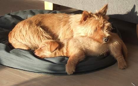 Norwich terrier Mille - Mille med sin søn, Holmedahls Dirty Harry. billede 10