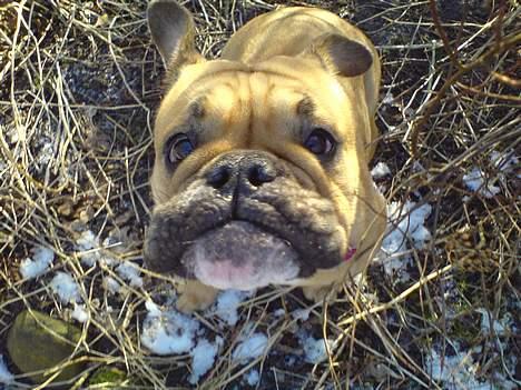 Engelsk bulldog Molly - søøde molly :) billede 19