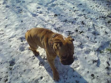 Engelsk bulldog Molly billede 20