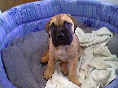 Bullmastiff Gizmo R.I.P billede 9