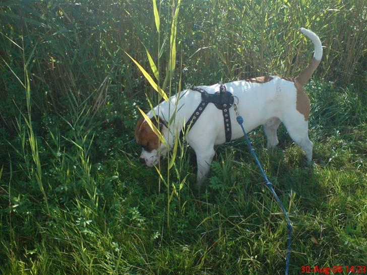 Amerikansk bulldog pablo escobar the bully - dejlig dag i hedeland :O) billede 20