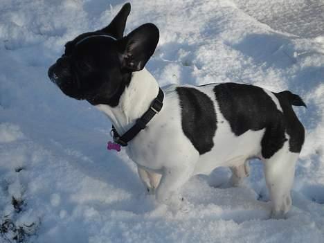 Fransk bulldog Lucy - Lucy ser sne for første gang.... billede 12
