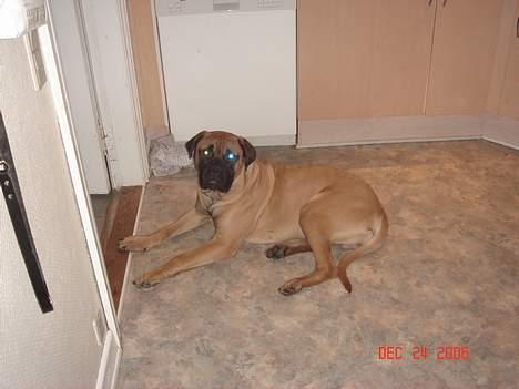 Bullmastiff Nielson Junior (død)  - Ligger jeg i vejen her?? billede 6