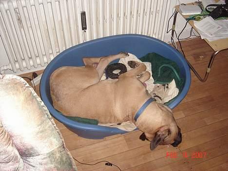 Bullmastiff Nielson Junior (død)  - Jeg er vist ved at være for stor billede 9