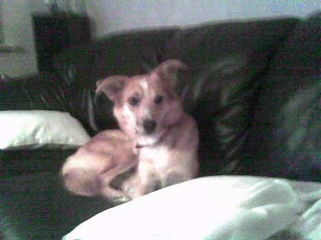 Blanding af racer Rica. billede 18