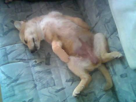 Blanding af racer Rica. billede 19